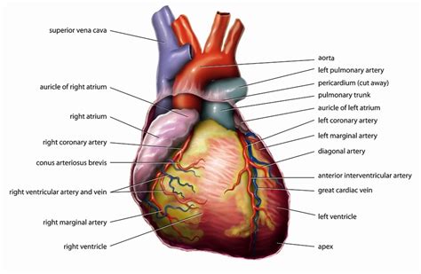 Chloroform in the Environment and Its Potential Health Dangers - Owlcation