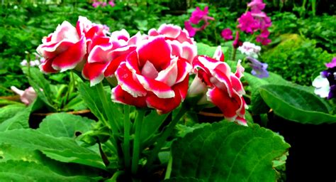 Beauty of the nature: only few flowers from nuwara eliya