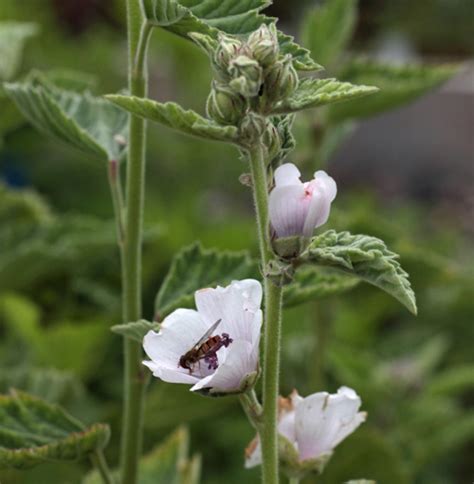 Althaea officinalis - The Plantsman's Preference