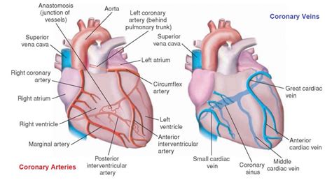 [Solved] what do the coronary blood vessels do? | Course Hero