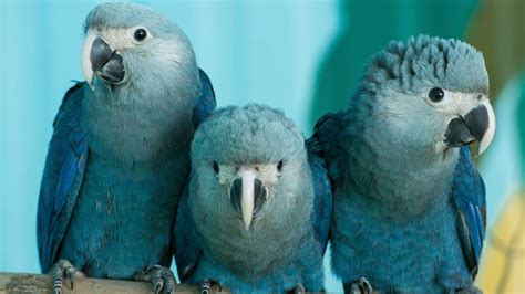 Cute Blue Bird From Rio Now Believed to Be Extinct in the Wild