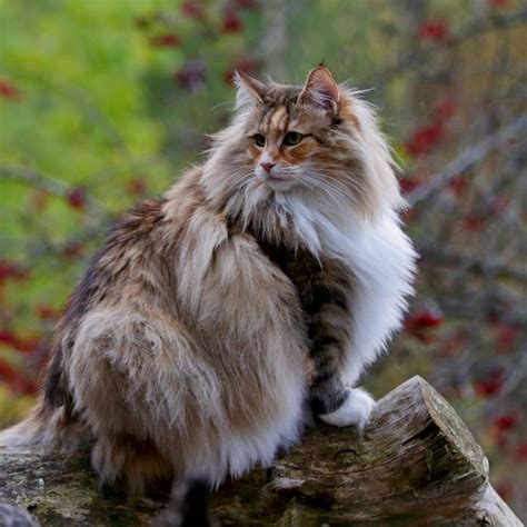 Gato Bosque de Noruega: tamaño, carácter y cuidados