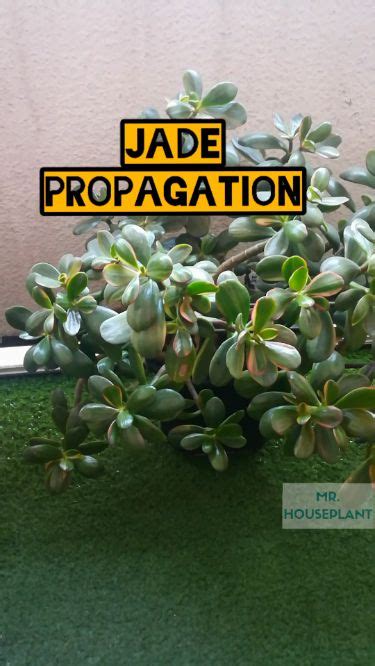 Jade Propagation | Jade plants, Jade plant care, Propagation