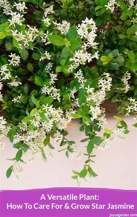 Star Jasmine Care and Growing Tips (Complete Guide)