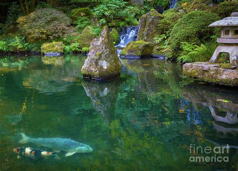 Japanese Koi Pond Photograph by Inge Johnsson