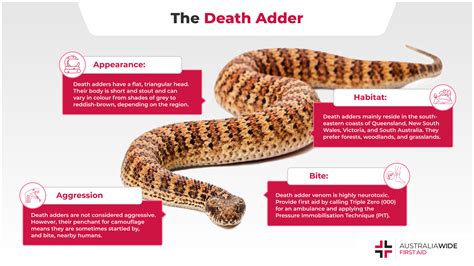 Can A Adder Bite Kill A Dog