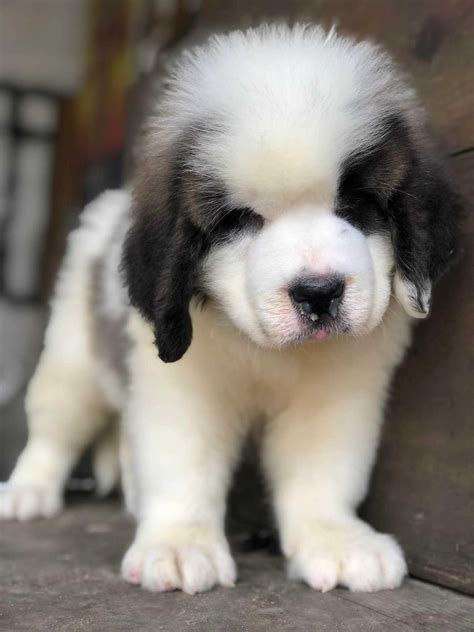 Find Purebred Saint Bernard Dogs and Puppies for sale | Mr n Mrs Pet