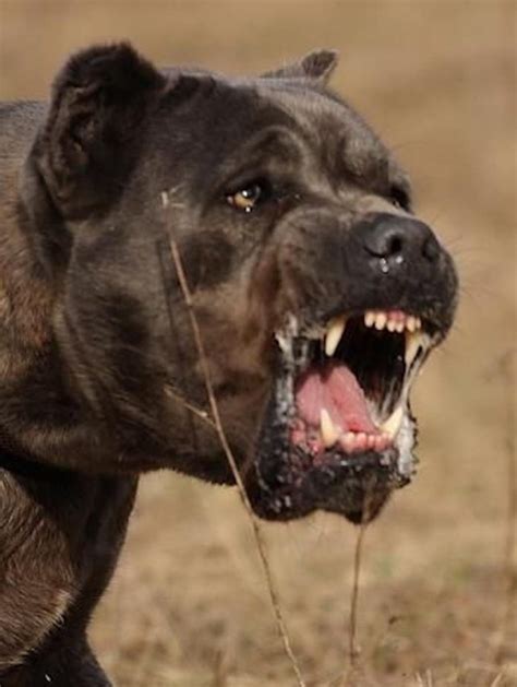 Cane Corso Italian Mastiff Guard Dog Breed Info, Images, Videos, FAQs