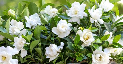 How to maximize gardenia blooms | Southern Living Plants