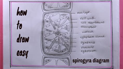 Spirogyra Labeled