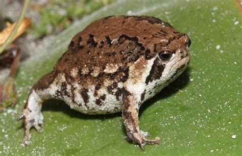 20 Rain Frogs That Have Had It With This Week