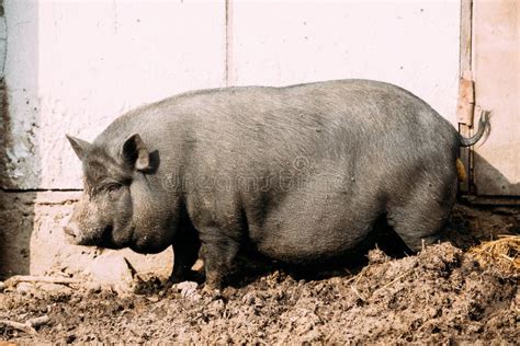 Household a Large Black Pig in Farm. Pig Farming is Raising and ...