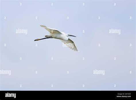 great white egret Stock Photo - Alamy