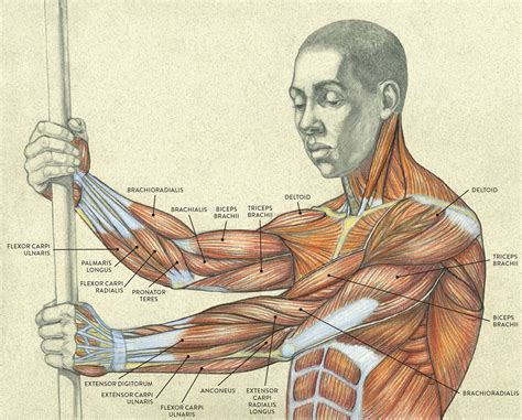 Drawsh Anatomy Body Anatomy Muscle Anatomy Arm Anatomy | Images and ...