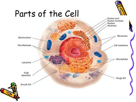 Cell Components Diagram | Quizlet