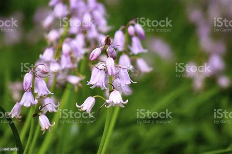 Pink Lily Of The Valley Stock Photo - Download Image Now - Flower ...