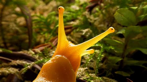 Banana Slug – Bing Wallpaper Download