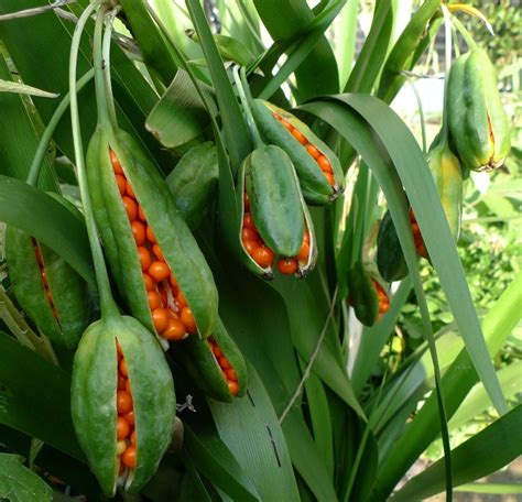 iris foetidissima seed pods | Seed pods, Seeds, Flower seeds