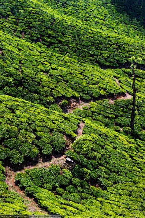 Munnar - Kerala Wanderlust, Places To Travel, Places To See, Top 10 Honeymoon Destinations ...