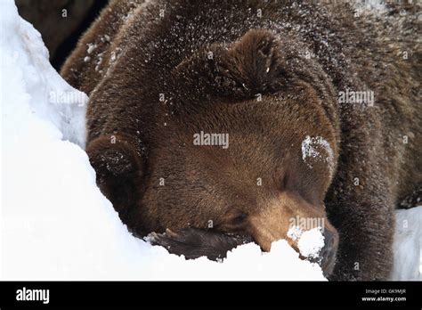 hibernation Stock Photo: 115154447 - Alamy