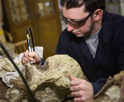 Scientists painstakingly work on the remains of the massive dinosaur | Pictures of fossils ...