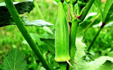 Planting, Growing, and Harvesting Okra Plants- Charismatic Planet