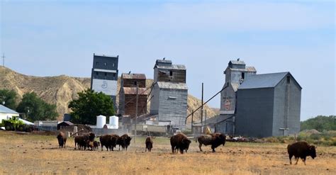 Bison Ranching 101 - Treasure State Lifestyles