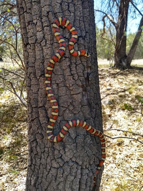 I found this beauty hiking in Southern AZ, Sonoran Mountain King Snake? : herpetology