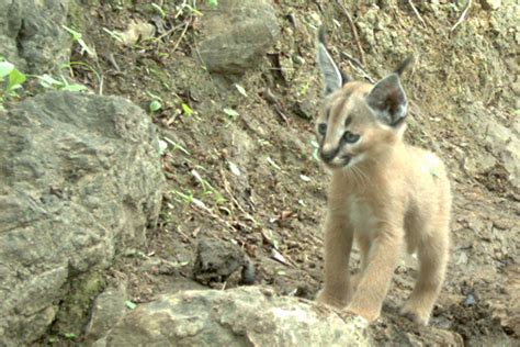 Cute animal picture of the day: caracal kitten in Yemen