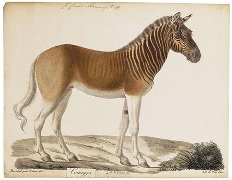 Quagga, an extinct African animal. Closely related to the zebra. | Extinct animals, Prehistoric ...