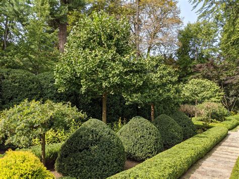 The Ginkgo Trees Lose Their Leaves - The Martha Stewart Blog