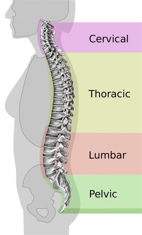 Normal spinal curvatures