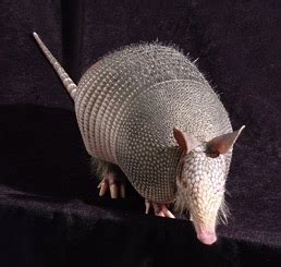 New evidence that wild armadillos spread leprosy to humans