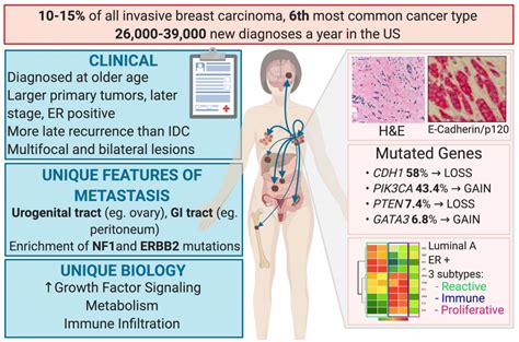 Invasive Lobular Breast Cancer - Lee/Oesterreich Laboratory