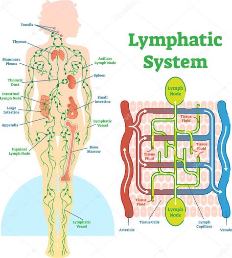 Imágenes: sistema linfatico | Sistema linfático anatomía ilustración diagrama vectorial, plan ...