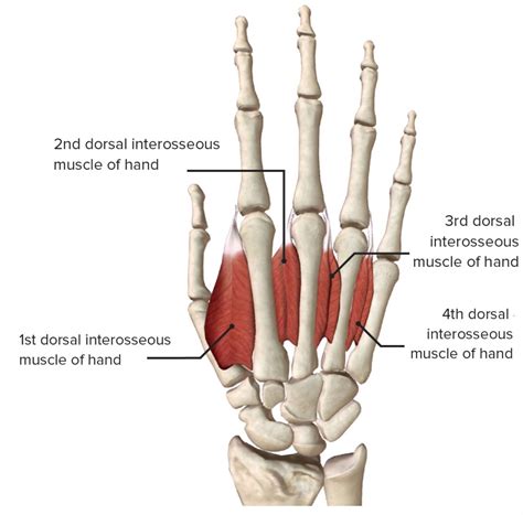 Dorsal Interosseous Muscles | ubicaciondepersonas.cdmx.gob.mx