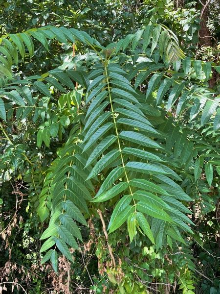 Tree-of-heaven (Ailanthus) | NC State Extension Publications