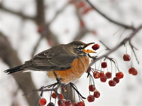 Robin Eating Berries | Berries, Bird perch, Bird photography