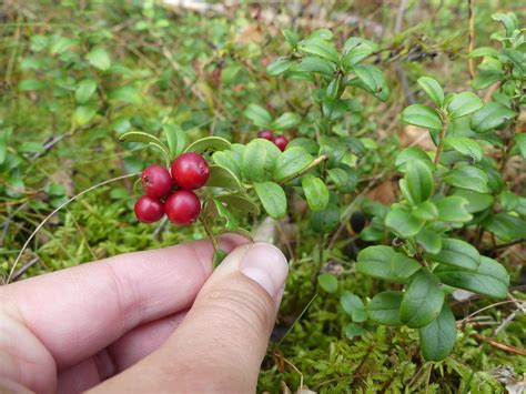 The 5 best wild Scandinavian berries to eat | by Eline Van Breda | Medium