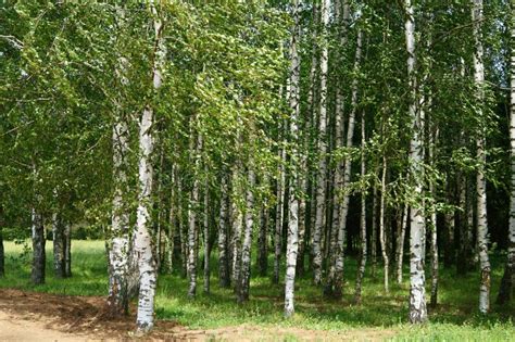 Summer birches stock image. Image of centre, poetry, white - 73991831