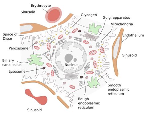 Cell types. Hepatocyte. Atlas of Plant and Animal Histology.