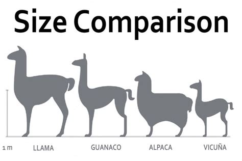 difference between Llamas and Alpacas ... | Alpaca, Llama, Alpaca images