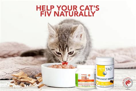 Blog posts Holistic Treatment for FIV in Cats: The Best Ways to Help at Home - TCVM Pet Supply