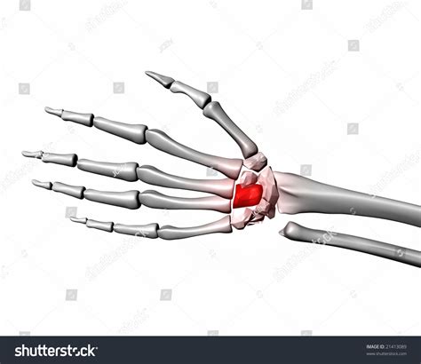 Capitate Bone Isolated On White Stock Photo 21413089 : Shutterstock