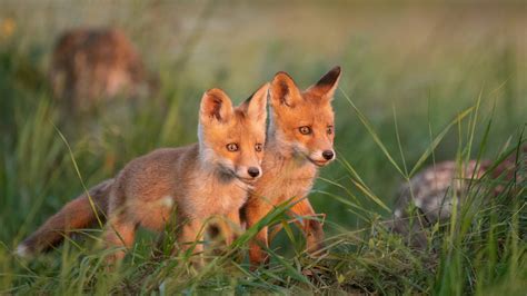 My Baby Fox HD Wallpapers New Tab - MyStart