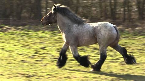 Belgian Draft Horses-a beautiful stallion at full trot and gallop - YouTube