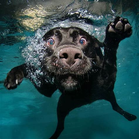 Underwater Dogs | ubicaciondepersonas.cdmx.gob.mx