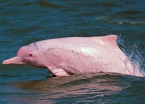 Pink Amazonian river dolphin | Natura | Pinterest