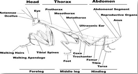 Praying Mantis - The Digestive System in the Nine Phyla