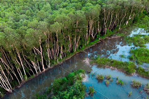 Aerial view of the rubber tree plantation – Artofit